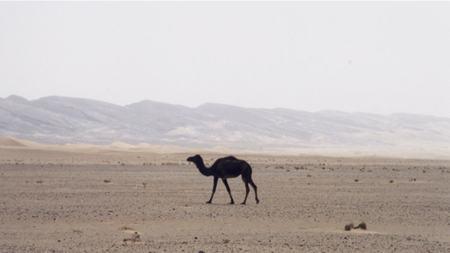 Camel in the desert.jpg